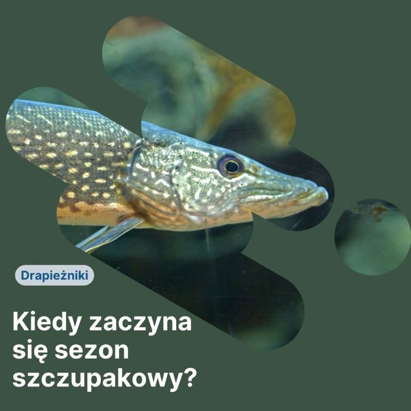 Kiedy rozpoczyna się sezon szczupakowy?