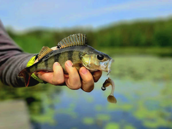 Letnie połowy okoni – jak skutecznie łowić okonie w ciepłych miesiącach?