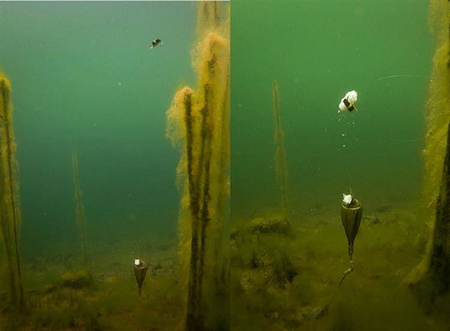 Zestaw FOX Edges Zig Float Kit 