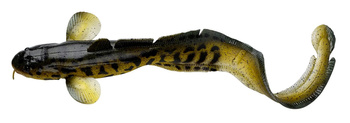 Przynęta SAVAGE GEAR 3D Burbot Miętus FS 25cm w kolorze burbot