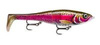 live rainbow trout