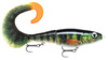 PEL - live perch
