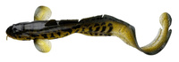 burbot