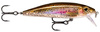 live rainbow trout