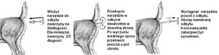 Świderek do patroszenia
