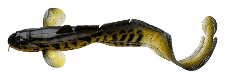 Przynęta SAVAGE GEAR 3D Burbot Miętus FS 25cm w kolorze burbot