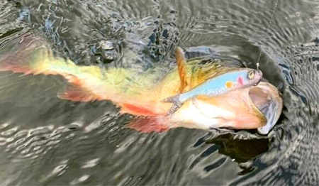 Guma na okonia SG Craft Dying Minnow 10cm 5szt