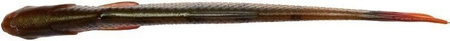 Guma na okonia SG Craft Dying Minnow 10cm 5szt