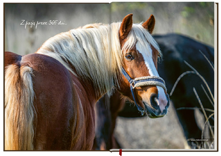 Terminarz jeździecki KALENDARZ książkowy 2026