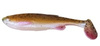 rudd minnow