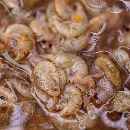 Spod Syrup NASH Shrimp Gamarus 500ml